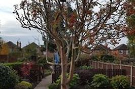Tree and Hedge Work
